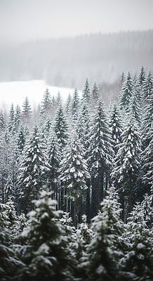 식물 계절 컨셉 CG 생태계 파일형식 겨울 숲 나무 고요 풍경 자연 날씨 평화 여행 환경 산 편집실사 편집이미지 JPG