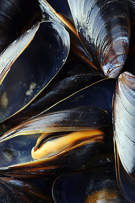 동물 바다 컨셉 어패류 CG 생태계 파일형식 홍합 해산물 음식 자연 요리 신선 껍질 맛 수중동물 해변 식재료 식사 편집실사 편집이미지 JPG