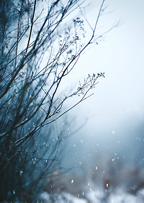 JPG 편집이미지 겨울 자연 하늘 날씨 풍경 물방울 나뭇가지 차가움 숲 수목 편집실사 AI포토 나무 계절 CG 생태계 파일형식 AI콘텐츠