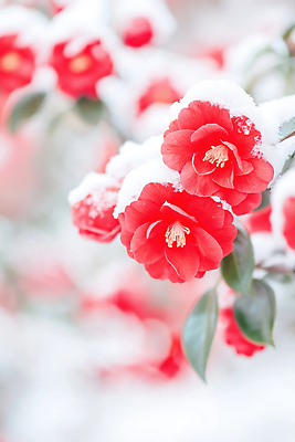 JPG 나무 식물 편집이미지 계절 꽃 겨울 자연 눈꽃 풍경 빨간색 제주도 흰색 눈 동백 조화 뷰티풀 눈덮임 편집실사 AI포토 AI콘텐츠 자연요소 컬러 컨셉 날씨 한국 눈_날씨 CG 생태계 파일형식