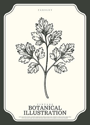 식물 산업 컨셉 채소 생태계 파일형식 벡터 파슬리 빈티지 잎 도안 그래픽 그림 자연 장식 예술 디자인 농업 건강 레시피 AI파일 일러스트 국내일러스트 보테니컬아트