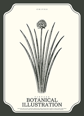 식물 컨셉 농업 채소 모션 취미 생태계 파일형식 벡터 부추 그림 꽃 줄기 잎 자연 원예 농사 백그라운드 선 빈티지 그리기 AI파일 일러스트 국내일러스트 보테니컬아트