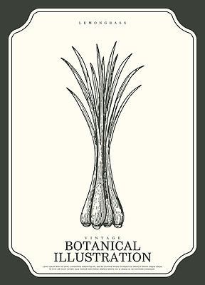 식물 나라 컨셉 밭 생태계 향미료 파일형식 벡터 레몬그라스 잎 자연 그림 예술 빈티지 디자인 화분 텃밭 국제 향신료 아시아 요리 허브 성장 AI파일 일러스트 국내일러스트 보테니컬아트