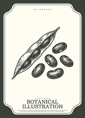산업 컨셉 농업 콩 곡류 취미 생태계 파일형식 벡터 검은콩 콩깍지 그림 식물 빈티지 자연 농작물 채소 식용 건강 원예 AI파일 일러스트 국내일러스트 보테니컬아트