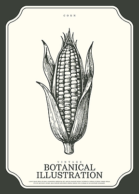 식물 산업 컨셉 잎 농업 곡류 파일형식 벡터 옥수수 그림 농작물 백그라운드 줄기 나뭇잎 열매 구분 선 디자인 전통 예술 분석 AI파일 일러스트 국내일러스트 보테니컬아트