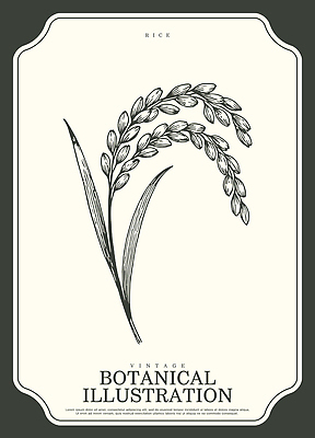 식물 산업 컨셉 농업 곡류 필리핀 생태계 파일형식 벡터 쌀 빈티지 디자인 잎 줄기 그래픽 자연 예술 세부 모양 전통 농작물 AI파일 일러스트 국내일러스트 보테니컬아트