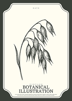 식물 산업 컨셉 농업 곡류 필리핀 취미 생태계 파일형식 벡터 귀리 빈티지 그림 줄기 열매 자연 디자인 세부 그래픽 농작물 원예 예술 AI파일 일러스트 국내일러스트 보테니컬아트