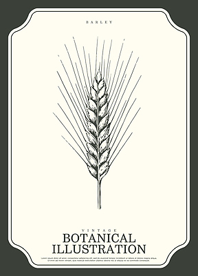 식물 산업 농업 곡류 생태계 파일형식 벡터 보리 그림 농작물 자연 역사 농사 전통 생명 씨앗 AI파일 일러스트 국내일러스트 보테니컬아트