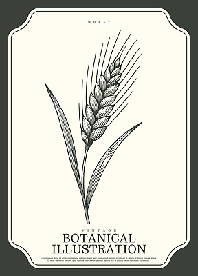 식물 직업 웰빙 산업 컨셉 농업 곡류 생태계 파일형식 벡터 밀 이삭 줄기 농작물 디자인 빈티지 자연 유기농 음식 성장 수확 농사 농부 AI파일 일러스트 국내일러스트 보테니컬아트