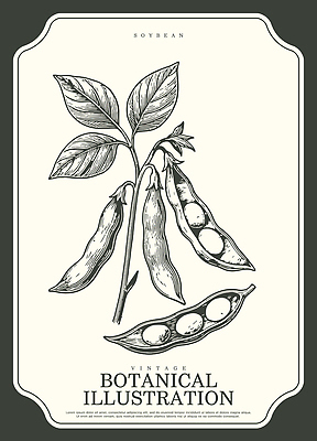 식물 산업 컨셉 농업 곡류 촬영기법 생태계 파일형식 벡터 콩 줄기 꼬투리 씨앗 빈티지 농사 성장 자연 선 잎 농작물 디자인 흑백 예술 AI파일 일러스트 국내일러스트 보테니컬아트