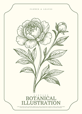 식물 디자인 꽃 예술 컬러 잎 일러스트 자연 빈티지 그리기 그림 조화 뷰티풀 작약 창의성 국내일러스트 AI파일 컨셉 모션 생태계 파일형식 벡터