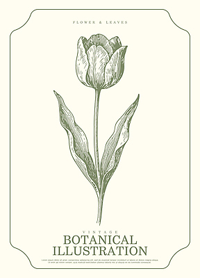 모양 식물 디자인 꽃 예술 선 컬러 백그라운드 잎 일러스트 자연 튤립 빈티지 크기 그림 독창 디테일 국내일러스트 AI파일 컨셉 생태계 파일형식 벡터