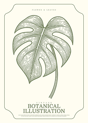 모양 식물 디자인 예술 줄기 잎 일러스트 자연 장식 빈티지 그리기 인쇄 그림 아날로그 몬스테라 뷰티풀 국내일러스트 AI파일 컨셉 모션 생태계 파일형식 벡터