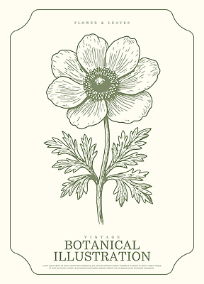 식물 디자인 꽃 예술 잎 일러스트 자연 정원 빈티지 그림 원예 그림책 채색 뷰티풀 아네모네 국내일러스트 AI파일 컨셉 미술 취미 책 생태계 파일형식 벡터