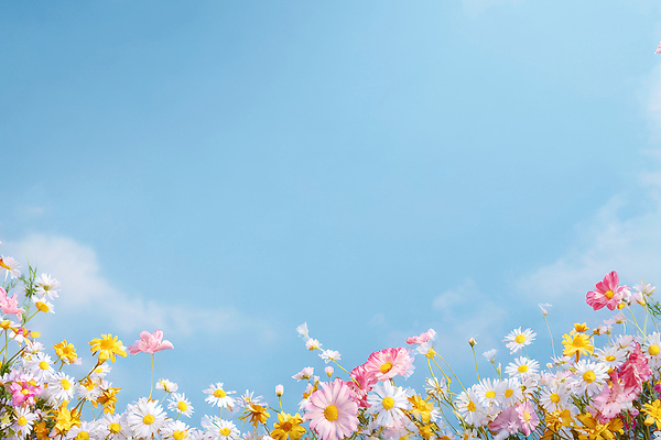 자연요소 식물 편집이미지 계절 꽃 컬러 날씨 취미 태양 생태계 파일형식 하늘 파란색 꽃밭 풍경 자연 여름 봄 꽃잎 바람 햇빛 뷰티풀 원예 이미지편집 JPG