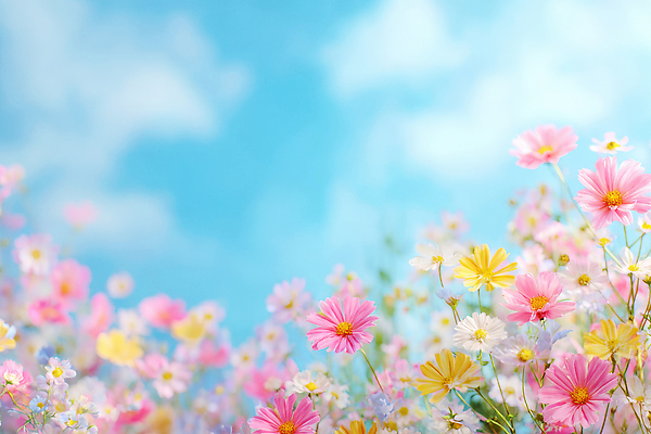 식물 편집이미지 계절 공공시설 꽃 생태계 파일형식 하늘 자연 봄 컬러 풍경 뷰티풀 야외 공원 테마 양귀비 이미지편집 JPG