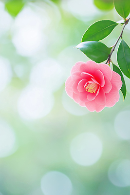 나무 식물 계절 꽃 컬러 채소 한국 CG 생태계 파일형식 AI콘텐츠 분홍색 나뭇가지 자연 가지 초록색 백그라운드 뷰티풀 생명 잎 화초 편집이미지 편집실사 JPG 제주도 동백 겨울 AI포토