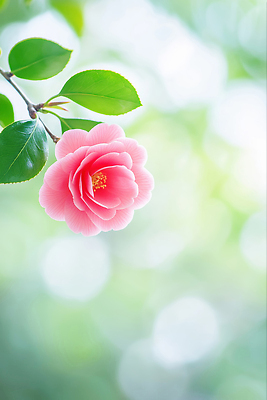 나무 식물 계절 꽃 컬러 모션 날씨 한국 CG 생태계 파일형식 AI콘텐츠 분홍색 나뭇가지 자연 흐림 잎 생명 성장 뷰티풀 정원 백그라운드 찍기 편집이미지 편집실사 JPG 제주도 동백 겨울 AI포토