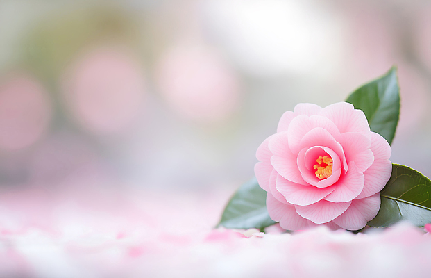 도형 식물 계절 꽃 잎 날씨 한국 취미 CG 생태계 파일형식 AI콘텐츠 복사꽃 나뭇잎 봄 자연 원예 원형 컬러 백그라운드 흐림 식물원 편집이미지 편집실사 JPG 제주도 동백 겨울 AI포토