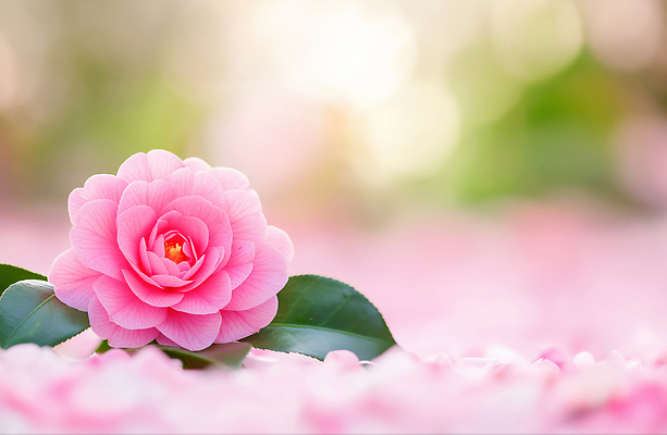 식물 계절 꽃 컬러 한국 취미 CG 생태계 파일형식 AI콘텐츠 분홍색 꽃잎 자연 정원 봄 뷰티풀 원예 생명 잎 장식 감상 편집이미지 편집실사 JPG 제주도 동백 겨울 AI포토