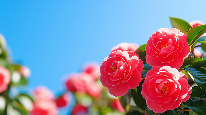 식물 계절 공공시설 꽃 한국 라이프 CG 생태계 매화 파일형식 AI콘텐츠 홍매화 자연 봄 꽃밭 잎 꽃봉오리 풍경 일상 생명 컬러 조화 공원 편집이미지 편집실사 JPG 제주도 동백 겨울 AI포토