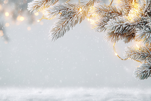 자연요소 식물 계절 기념일 채소 날씨 눈_날씨 CG 생태계 파일형식 겨울 나무 빛 가지 눈내림 자연 조명 풍경 장식 따뜻함 크리스마스 편집이미지 JPG 편집실사 눈 보케