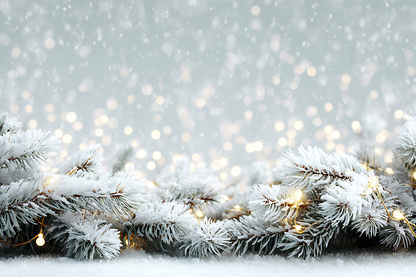 자연요소 식물 계절 기념일 컨셉 채소 날씨 내부 CG 생태계 파일형식 겨울 가지 전구 장식 크리스마스 빛 자연 흐림 실내 조명 따뜻함 분위기 나무 편집이미지 JPG 편집실사 눈 보케