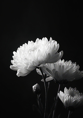 JPG 모양 식물 편집이미지 꽃잎 꽃 컬러 백그라운드 자연 국화 흑백 빛 정원 어둠 성장 관찰 개화 추모 편집실사 모션 촬영기법 CG 생태계 파일형식