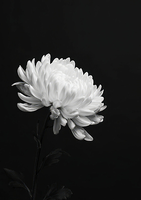 JPG 식물 편집이미지 꽃잎 꽃 줄기 백그라운드 자연 생명 국화 흑백 검은색 성장 흰색 조화 생동감 추모 편집실사 컬러 촬영기법 CG 생태계 파일형식