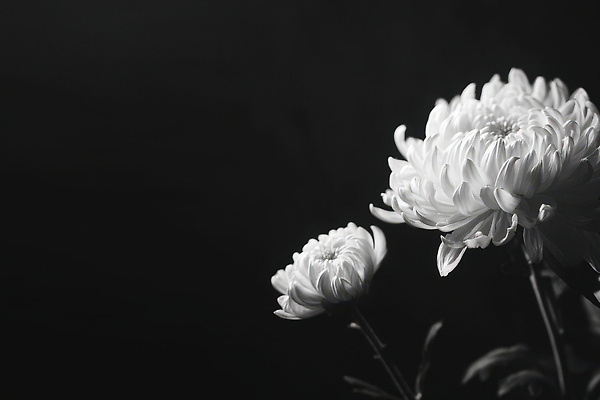 JPG 식물 편집이미지 꽃잎 꽃 백그라운드 잎 자연 생명 국화 흑백 꽃집 오브젝트 원예 식물원 조화 추모 편집실사 촬영기법 취미 상점 CG 생태계 파일형식