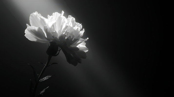 JPG 모양 식물 편집이미지 꽃 컬러 자연 생명 조명 국화 흑백 빛 오브젝트 단순화된 추모 디테일 편집실사 촬영기법 CG 생태계 파일형식