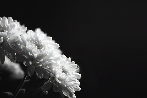 JPG 모양 식물 편집이미지 계절 꽃 컬러 백그라운드 자연 생명 국화 흑백 장식 정원 부드러움 추모 편집실사 촬영기법 감각 CG 생태계 파일형식