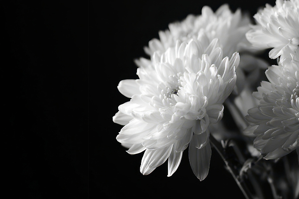 JPG 식물 편집이미지 꽃 백그라운드 자연 탁자 국화 흑백 장식 빛 정원 촬영 어둠 흰색 오브젝트 추모 편집실사 컬러 가구 촬영기법 CG 생태계 파일형식