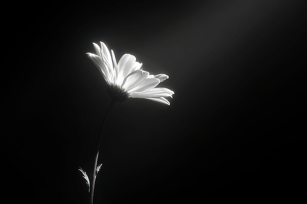 JPG 식물 편집이미지 꽃 감정 예술 자연 생명 조명 흑백 빛 촬영 구출 단순화된 추모 편집실사 촬영기법 도움 CG 생태계 파일형식