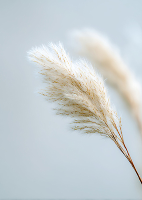 JPG 모양 식물 편집이미지 디자인 컬러 백그라운드 자연 실내 세부 장식 인테리어 관찰 풀잎 편집실사 잎 모션 필리핀 내부 풀_식물 CG 생태계 파일형식