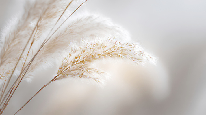 JPG 모양 식물 편집이미지 줄기 컬러 백그라운드 잎 부분 자연 장면 편집실사 CG 생태계 파일형식