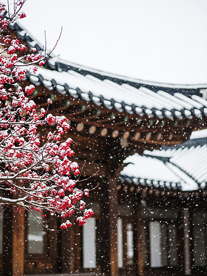 식물 한국전통 계절 아시아 여행 컨셉 고건축 종교건축 지붕 눈_날씨 기와 CG 생태계 파일형식 한옥 겨울 한국 풍경 전통 나무 자연 눈송이 관광지 문화 컬러 편집실사 편집이미지 JPG 눈덮임 기와지붕 사찰