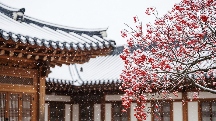 식물 한국전통 계절 아시아 컨셉 고건축 종교건축 지붕 기와 CG 생태계 파일형식 한옥 겨울 나무 전통 한국 건축 풍경 자연 문화 역사 편집실사 편집이미지 JPG 눈덮임 기와지붕 사찰