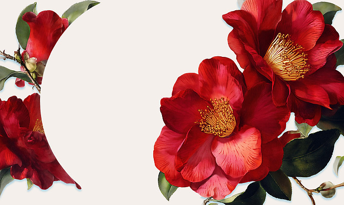 PSD 식물 디자인 꽃잎 꽃 백그라운드 잎 일러스트 자연 장식 빨간색 정원 봄 흰색 화려 수술 꽃꽂이 꽃봉오리 동백 뷰티풀 국내일러스트 계절 컬러 컨셉 의학 치료 생태계 원예 파일형식