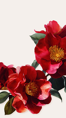 PSD 식물 꽃잎 꽃 백그라운드 잎 겨울 일러스트 자연 빨간색 초록색 정원 봄 흰색 개화 수술 꽃꽂이 꽃봉오리 질감 동백 뷰티풀 국내일러스트 계절 컬러 의학 치료 생태계 원예 파일형식