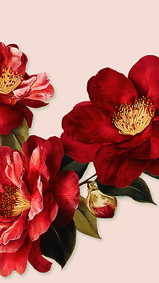 PSD 식물 꽃잎 꽃 분홍색 백그라운드 잎 일러스트 자연 따뜻함 빨간색 초록색 정원 꽃술_꽃 화려 그림 동백 꽃그림 뷰티풀 국내일러스트 컬러 컨셉 생태계 파일형식