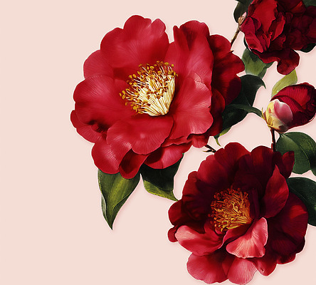 PSD 식물 꽃잎 꽃 꽃다발 백그라운드 잎 무늬 일러스트 자연 장식 빨간색 초록색 정원 봄 개화 수술 꽃봉오리 질감 동백 뷰티풀 분홍색배경 국내일러스트 계절 분홍색 컬러 의학 치료 생태계 파일형식