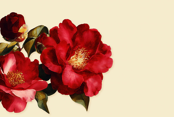 PSD 식물 꽃잎 꽃 백그라운드 잎 일러스트 자연 미술 빨간색 초록색 정원 금색 화려 수술 동양화 꽃꽂이 그림 동백 베이지색 뷰티풀 국내일러스트 컬러 컨셉 의학 문화예술 치료 생태계 원예 파일형식