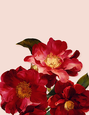 PSD 식물 꽃잎 꽃 예술 잎 겨울 일러스트 자연 근접촬영 빨간색 정원 봄 금색 꽃술_꽃 개화 그림 동백 뷰티풀 국내일러스트 계절 뷰포인트 컬러 생태계 파일형식