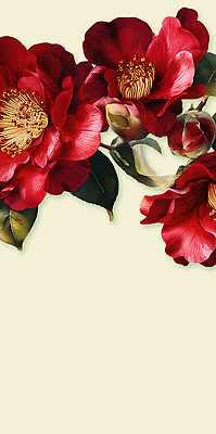 PSD 식물 꽃잎 꽃 예술 꽃다발 백그라운드 잎 일러스트 자연 장식 빨간색 초록색 봄 수술 꽃봉오리 그림 진홍색 동백 뷰티풀 국내일러스트 계절 컬러 의학 치료 생태계 파일형식