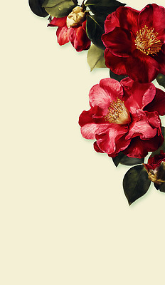 PSD 식물 디자인 꽃잎 꽃 예술 백그라운드 잎 일러스트 자연 장식 빨간색 초록색 수술 우아함 꽃봉오리 그림 동백 암술 밝은색 뷰티풀 국내일러스트 컬러 컨셉 의학 치료 꽃술_꽃 생태계 파일형식