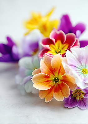 JPG 식물 편집이미지 꽃 컬러 자연 탁자 장식 노란색 보라색 주황색 흰색 꽃집 오브젝트 원예 식물원 뷰티풀 알록달록 편집실사 AI포토 AI콘텐츠 가구 취미 컬러풀 상점 CG 생태계 파일형식