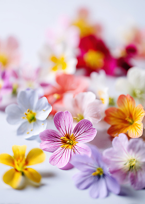 JPG 식물 편집이미지 꽃 백그라운드 잎 자연 생명 바닥 봄 화려 향기 뷰티풀 색채 생동감 알록달록 흩어짐 편집실사 AI포토 AI콘텐츠 계절 컨셉 컬러풀 CG 생태계 냄새 파일형식