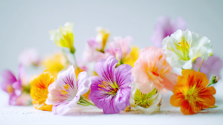 JPG 식물 편집이미지 꽃 화초 컬러 꽃다발 자연 생명 미소 장식 정원 촬영 봄 눈길 조화 뷰티풀 알록달록 편집실사 AI포토 AI콘텐츠 계절 길 눈_날씨 표정 컬러풀 CG 생태계 파일형식