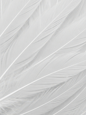 JPG 편집이미지 디자인 컬러 백그라운드 패턴 재료 자연 촬영 흰색 구출 깃털 오브젝트 질감 장면 겹침 편집실사 AI포토 AI콘텐츠 무늬 도움 CG 생태계 파일형식